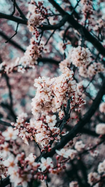 Free Sakura, Pink Flowers, Spring Wallpaper