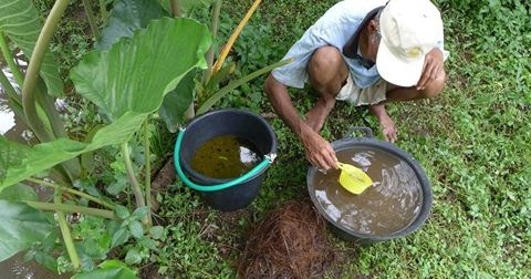 Produksi Telur Gurame Unggulan Untuk Usaha Budidaya