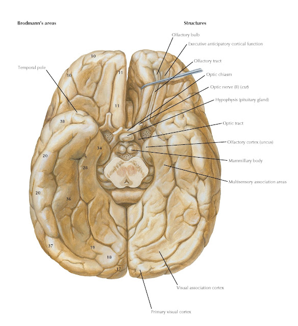 BASAL SURFACE OF THE BRAIN: FUNCTIONAL AREAS AND BRODMANN’S AREAS