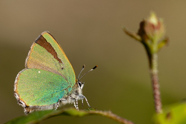 Green Hairstreak