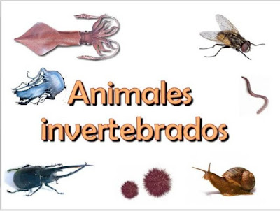 Resultado de imagen para animales invertebrados junta de andalucia