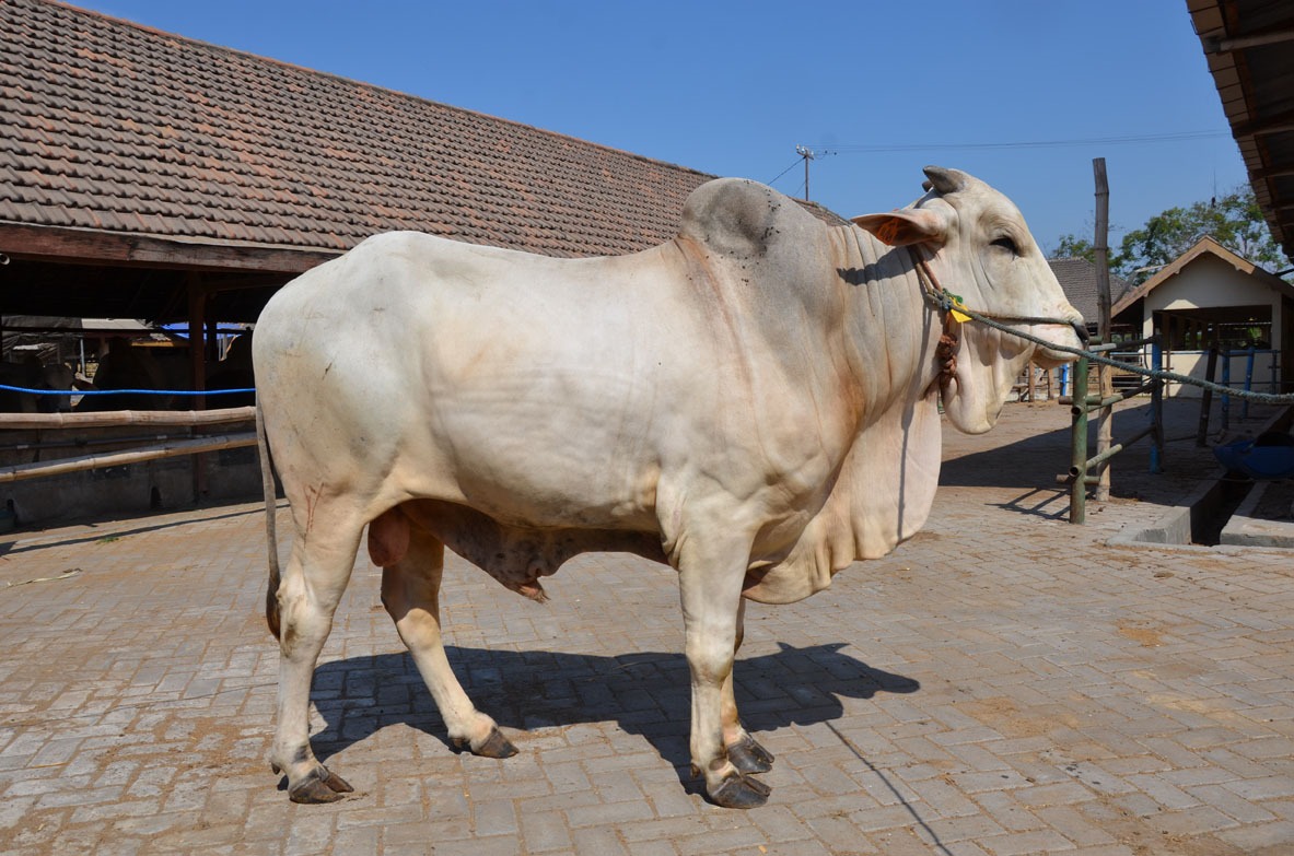 Jual Sapi Jawa untuk Qurban di Jepara - Kandang Kondang