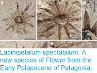 https://sciencythoughts.blogspot.com/2018/04/lacinipetalum-spectabilum-new-species.html