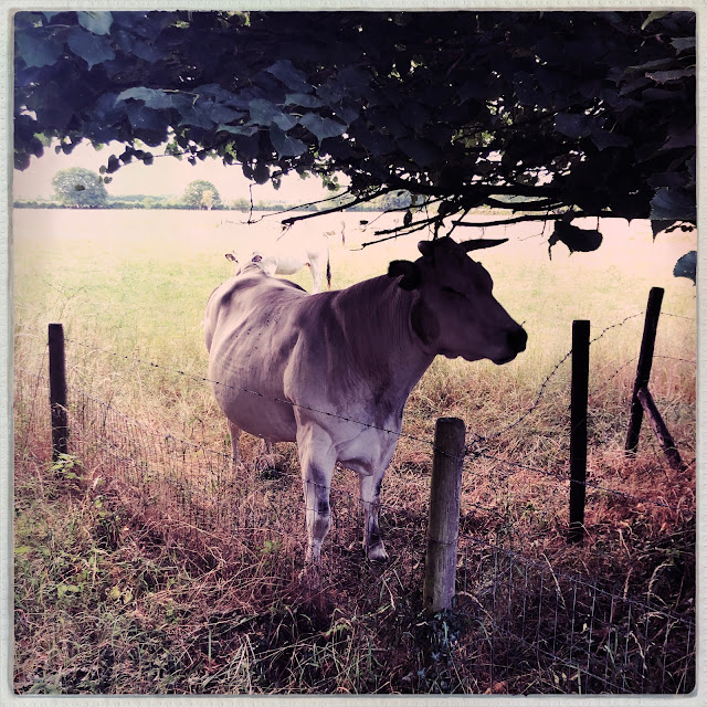 Piemontese koe in de vroege ochtend