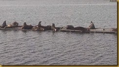 Travel Day 10 21 sealions A