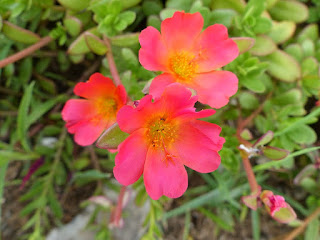 Portulaca grandiflora - Pourpier à grandes fleurs 