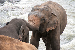 Save The African Elephants And The Asian Elephants Free