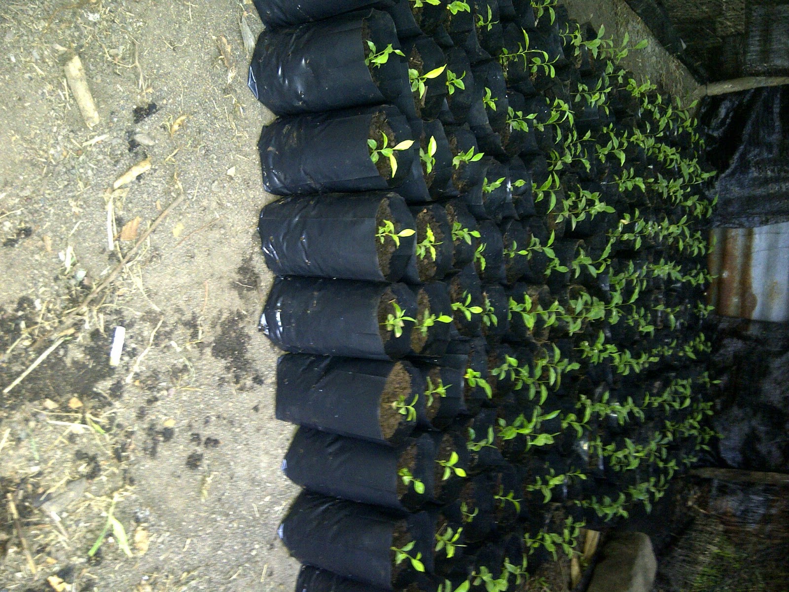Hamburadur: bibit gaharu aquilaria malaccensis di semai 