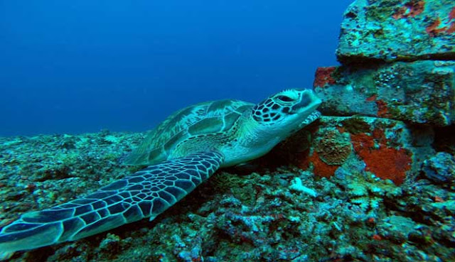 SCUBA DIVING TERBAIK DI INDONESIA