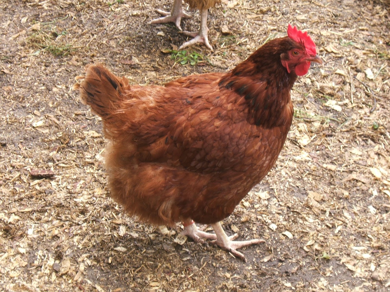 My great aunt had working hens, too. She and her family lived on a 