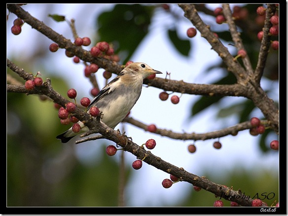 紫背椋鳥(2008-10-18社頂公園)9086