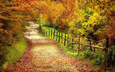 Caminito rural durante el otoño y las hojas de los arboles