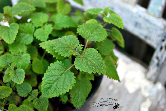 Lemon balm, a fragrant herb