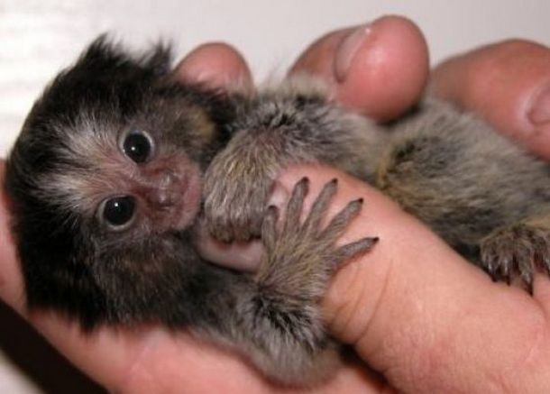 Worlds smallest Monkey