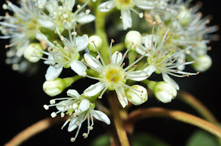 Рябина щитконосная (Sorbus corymbifera)