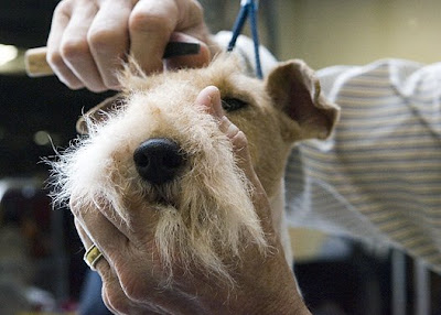 Westminster Kennel Club Dog Show