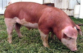 Pig breed