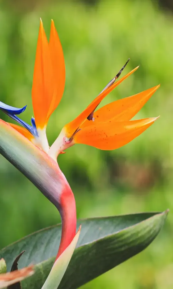bird of paradise plant