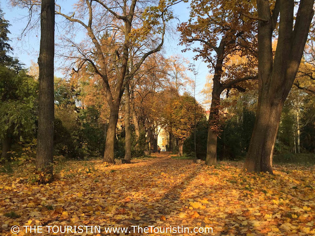 A single person walks through a park on a path covered in autumn leaves.