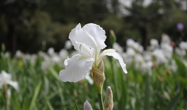 Iris Flowers Pictures