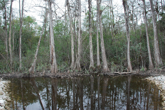 Big Cypress National Preserve