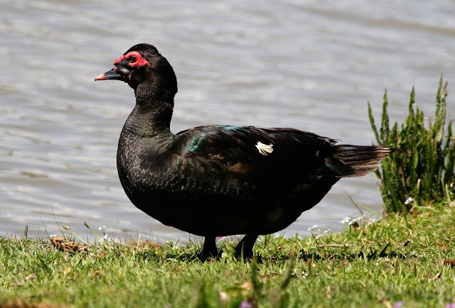 Resultado de imagen para pato negro