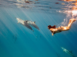 http://www.tropicallight.com/water/dolphins/26nov13dolphins/26nov13dolphins.html