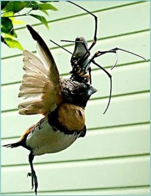 Araña gigante comiendose un pájaro