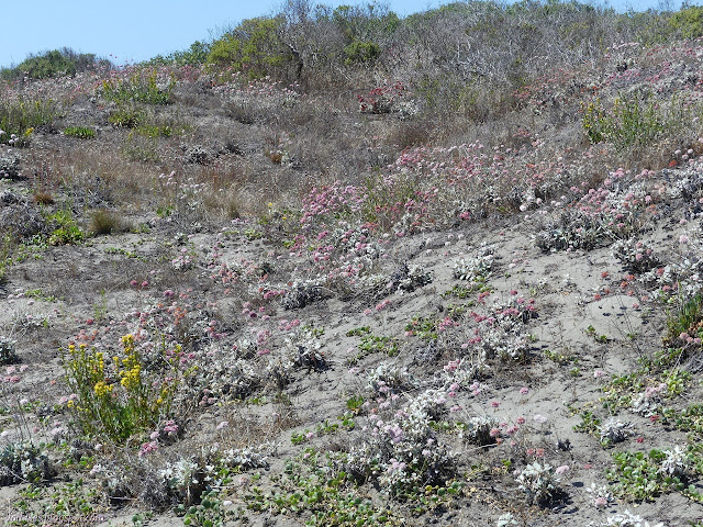 little sand dunes with gently colored growth