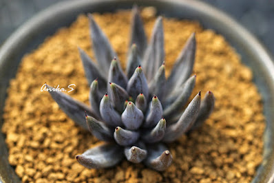 Echeveria unguiculata care and culture