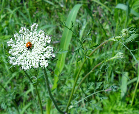Queen Anne's Lace with Lady Bug at White Rock Lake, Dallas, Texas