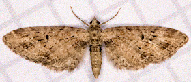 Mottled Pug, Eupithecia exiguata. Hayes, 28 May 2012.