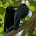 Indian Jungle Crow Kissing
