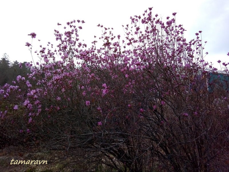 Рододендрон остроконечный (Rhododendron mucronulatum)