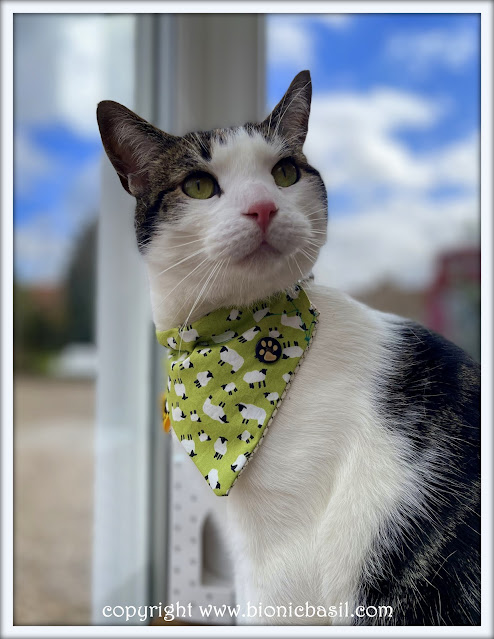 The BBHQ Midweek News Round-Up ©BionicBasil® Melvyn Modelling This Weeks Top Pick Bandana - Baa-Tastic