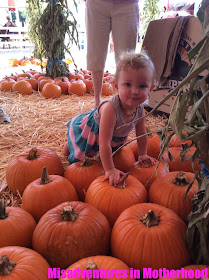 Torrance pumpkin patch