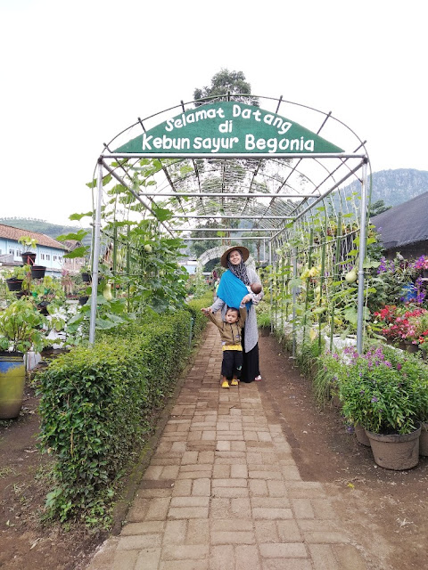 review kebun begonia lembang