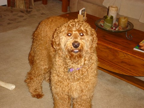 golden retriever mixed with a poodle. A:GOLDEN RETRIEVER POODLE MIX