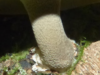 Polypore d'hiver - Lentinus brumalis - Polyporus brumalis