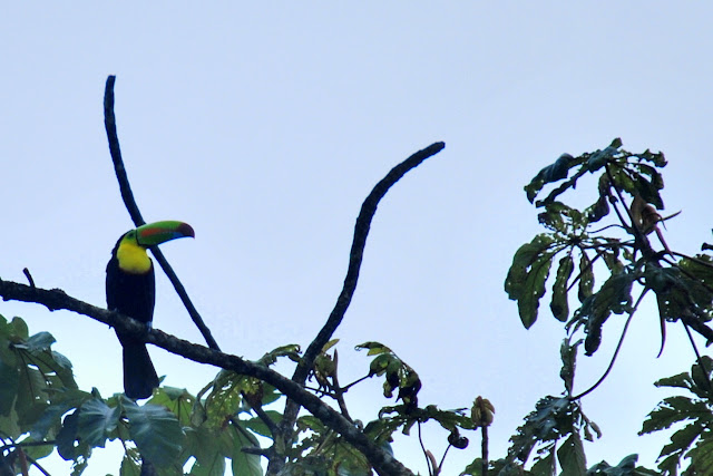 Fotos de fauna en costa rica. tucán en parque nacional tortuguero