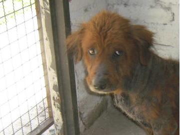 ADOPTÁ UN PERRO