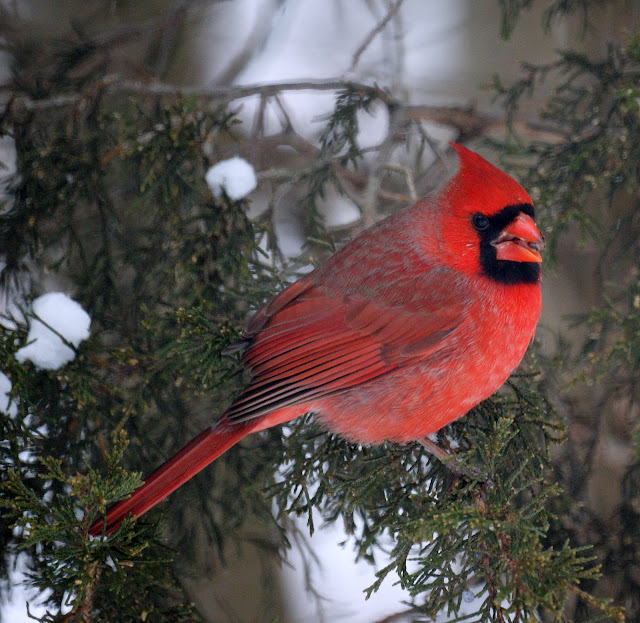 cardinal wallpaper,cardinal images,cardinal photo,cardinal picture,cardinals,cardinal bird,flying cardinal,sweet cardinals,red cardinal,