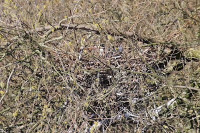 Ielreager - Blauwe Reiger - Ardea cinerea