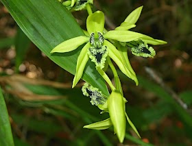 Anggrek Hitam Flora Identitas Provinsi Kalimantan Timur