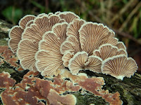 Schizophyllum commune