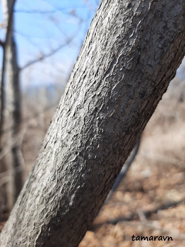 Лещина разнолистная / Орешник разнолистный (Corylus heterophylla)