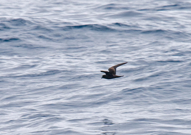 Black Storm-Petrel