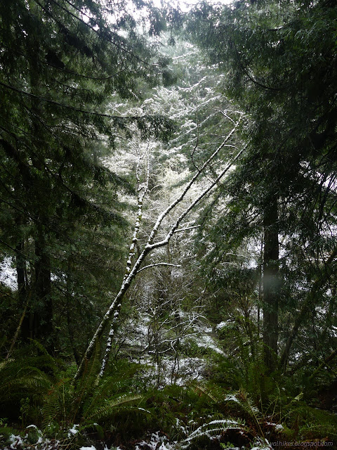 10: snow on some trees and not on others