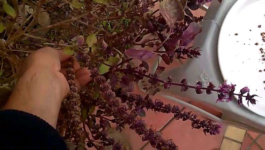 When the basil seeds are ready, you can strip the brown carpels from the bloom stem and crumble them between your fingers to release the seeds.