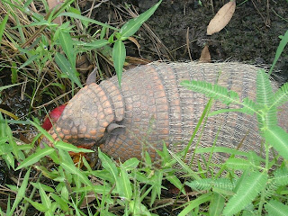 armadillo